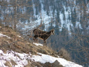 Parc National du Mercantour