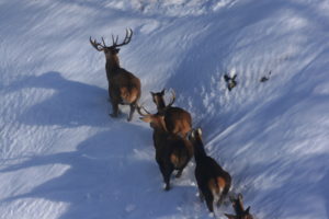 Parc National du Mercantour