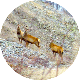 cerfs-