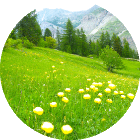 fleur-slider