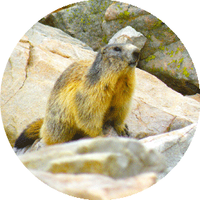 marmotte