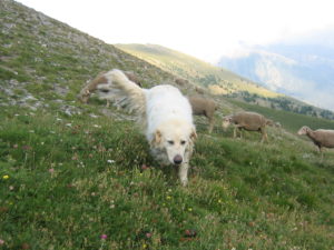 Mercredi 30/07 Animation Chiens de Protection